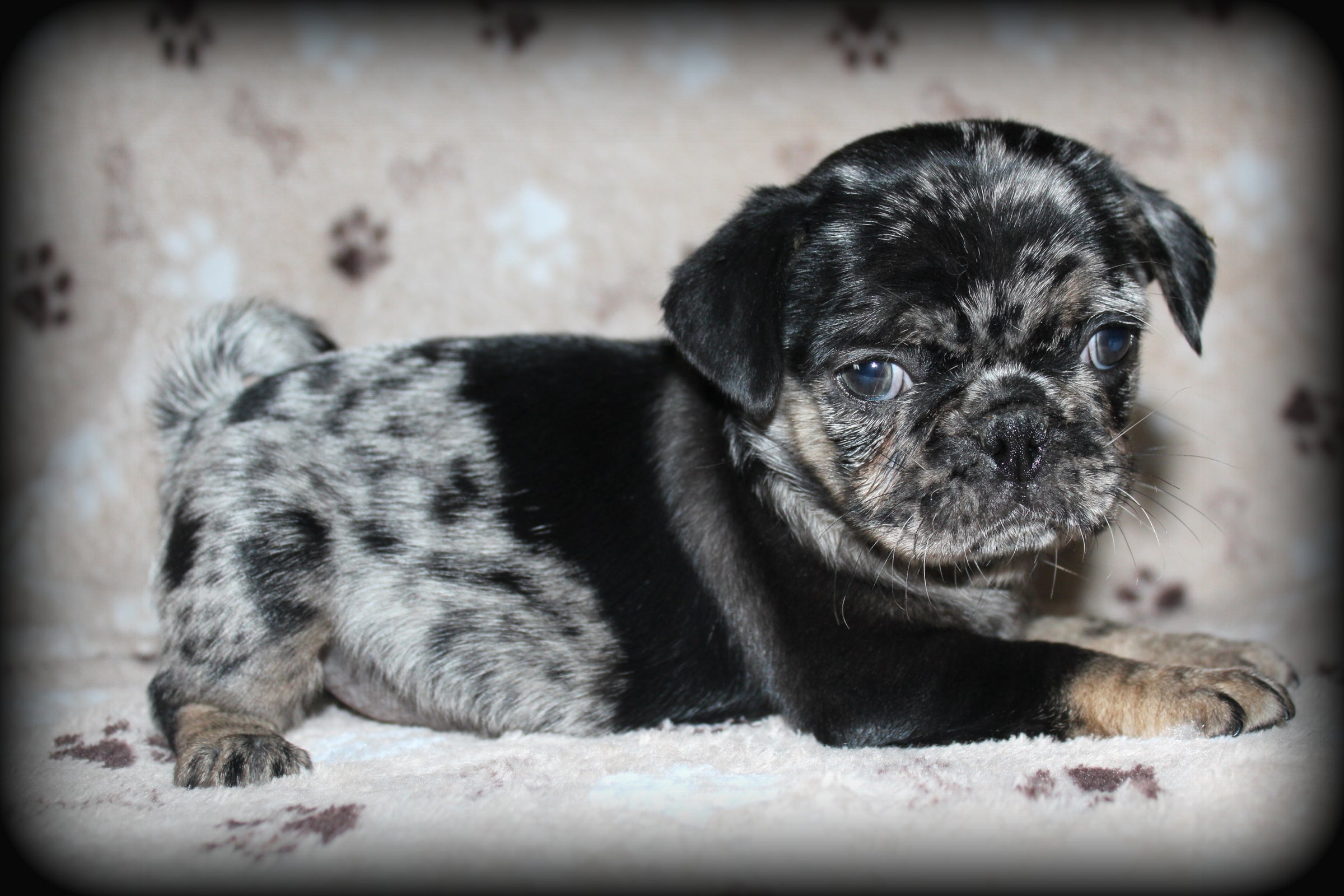 Merle pug on sale puppies for sale